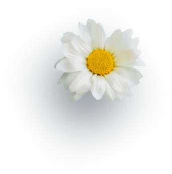 Home 30 flowsmall3