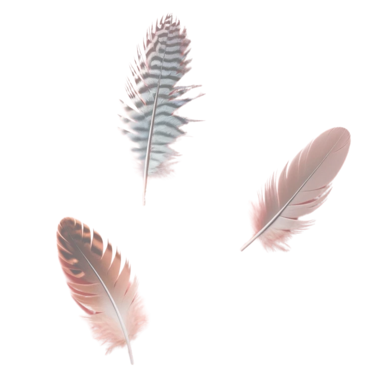 Home 16 trois plumes jouer chaton